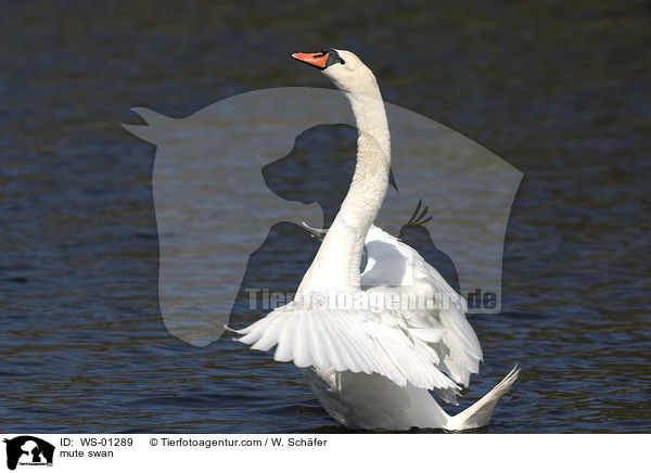 mute swan / WS-01289