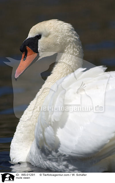 Hckerschwan / mute swan / WS-01291