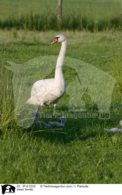 Schwanenfamilie / swan family / IP-01532