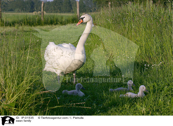 Schwanenfamilie / swan family / IP-01535