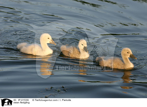 Schwan Kken / swan fledgling / IP-01539