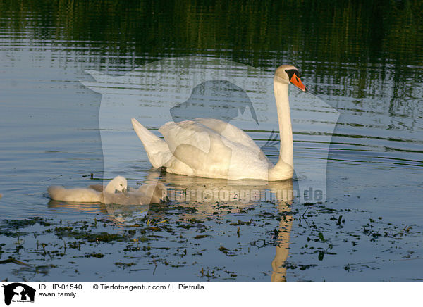 Schwanenfamilie / swan family / IP-01540