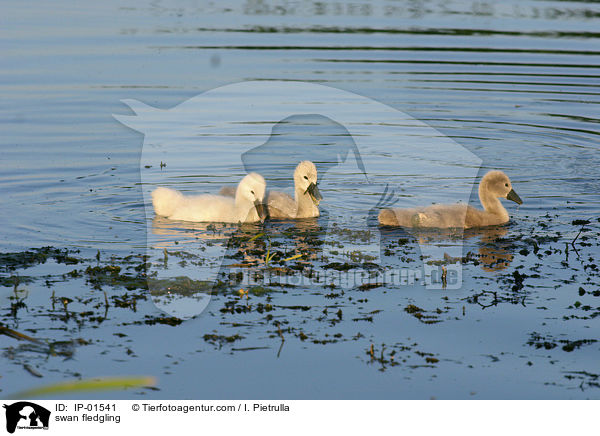Schwan Kken / swan fledgling / IP-01541