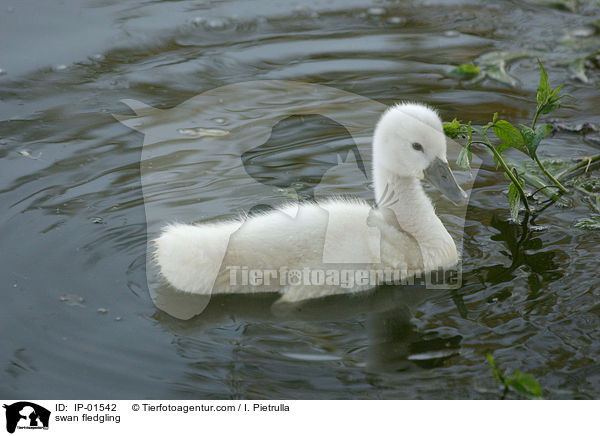 Schwan Kken / swan fledgling / IP-01542