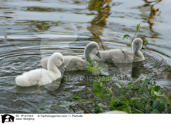 Schwan Kken / swan fledgling / IP-01543