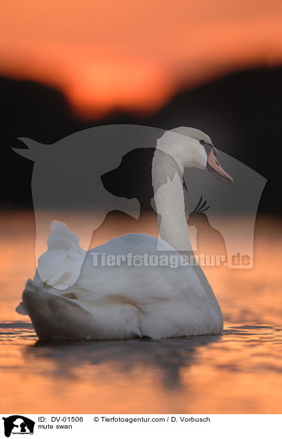 Hckerschwan / mute swan / DV-01506