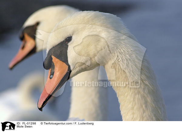 Hckerschwan / Mute Swan / FL-01298