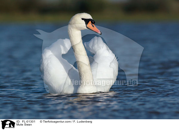 Hckerschwan / Mute Swan / FL-01301