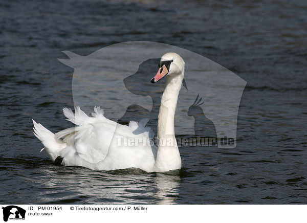 Hckerschwan / mute swan / PM-01954