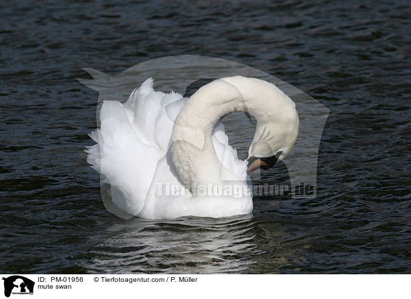 mute swan / PM-01956