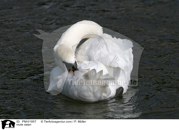 mute swan / PM-01957