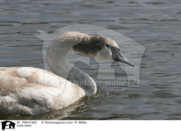mute swan / PM-01962