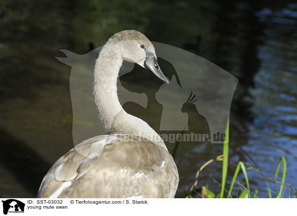 junger Hckerschwan / young mute swan / SST-03032
