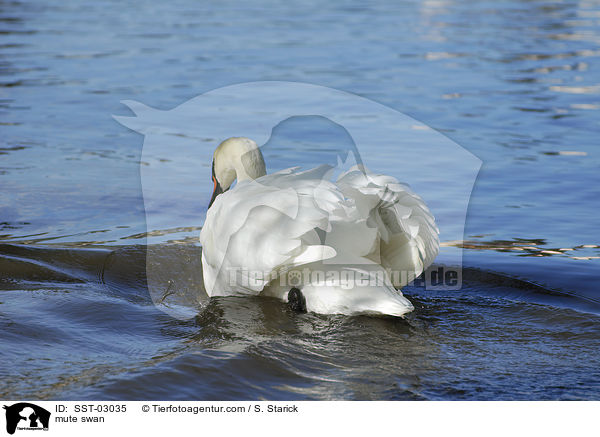 Hckerschwan / mute swan / SST-03035
