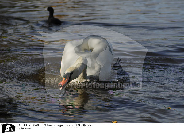 Hckerschwan / mute swan / SST-03040