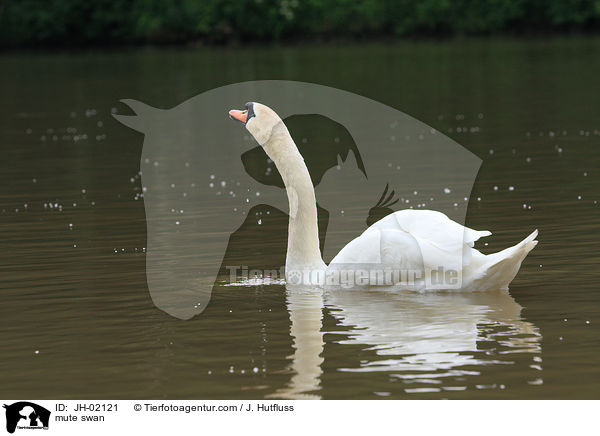 Hckerschwan / mute swan / JH-02121