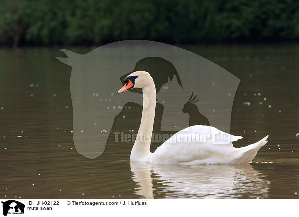 Hckerschwan / mute swan / JH-02122