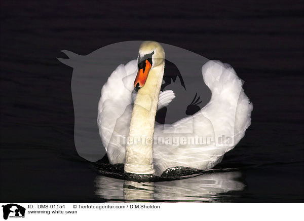 schwimmender Hckerschwan / swimming white swan / DMS-01154