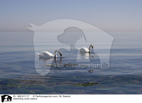 schwimmende Hckerschwne / swimming mute swans / MIZ-01117