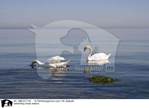 schwimmende Hckerschwne / swimming mute swans / MIZ-01118