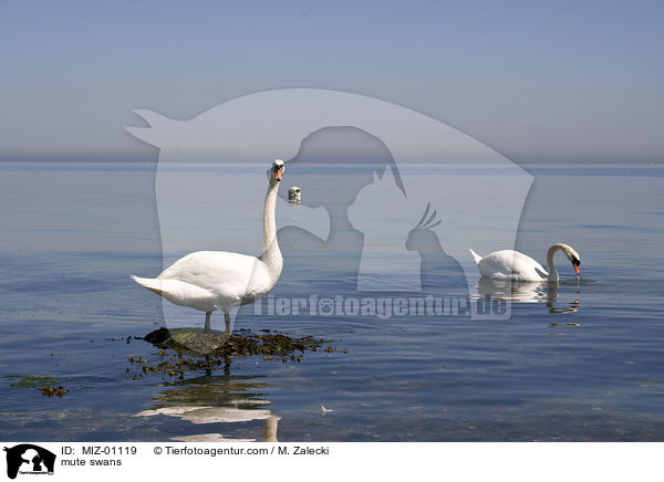 Hckerschwne / mute swans / MIZ-01119