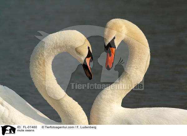 mute swans / FL-01460