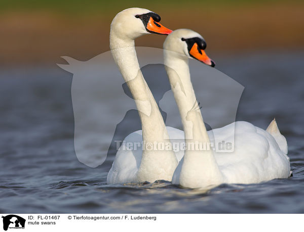 Hckerschwne / mute swans / FL-01467