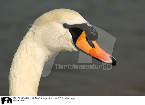 Hckerschwan / mute swan / FL-01475