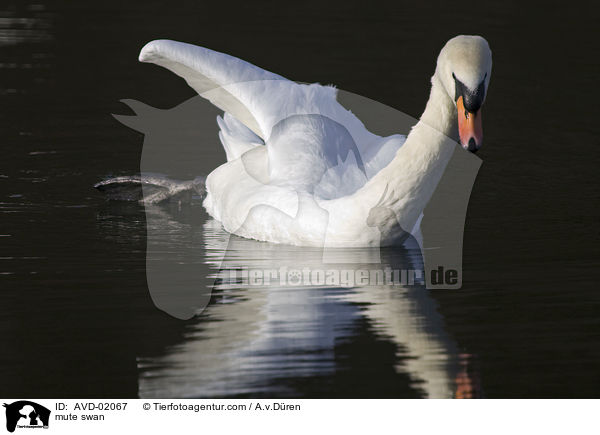 Hckerschwan / mute swan / AVD-02067