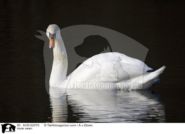 Hckerschwan / mute swan / AVD-02070