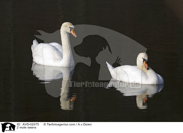 2 Hckerschwne / 2 mute swans / AVD-02075