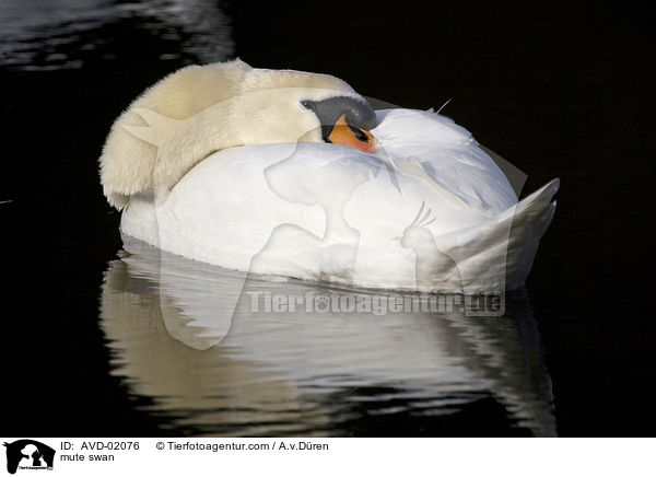 Hckerschwan / mute swan / AVD-02076
