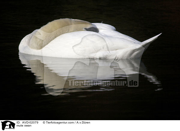 Hckerschwan / mute swan / AVD-02079