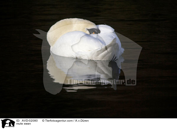 Hckerschwan / mute swan / AVD-02080