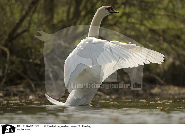 Hckerschwan / mute swan / THA-01622