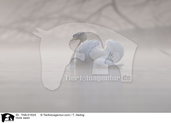 Hckerschwan / mute swan / THA-01624