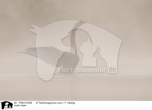 Hckerschwan / mute swan / THA-01626