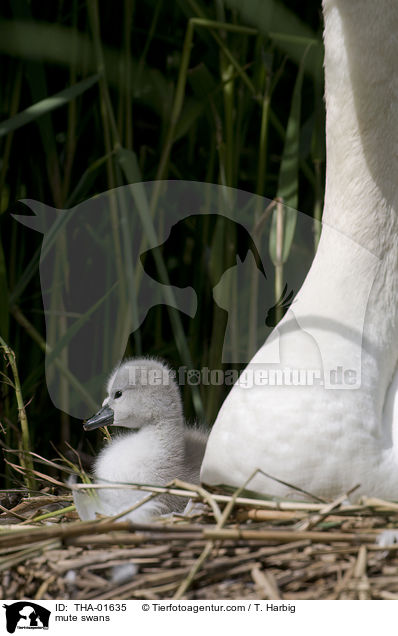 Hckerschwne / mute swans / THA-01635