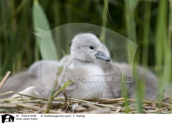Hckerschwanbaby / mute swan baby / THA-01636