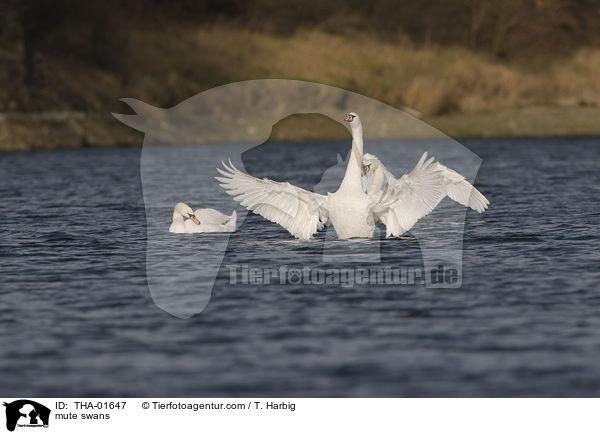 Hckerschwne / mute swans / THA-01647