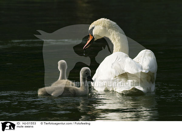 Hckerschwne / mute swans / HJ-01553