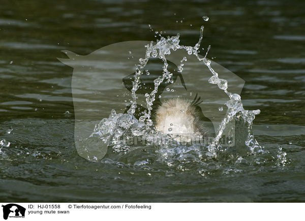 Hckerschwankcken / young mute swan / HJ-01558
