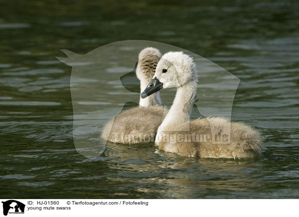Hckerschwankcken / young mute swans / HJ-01560