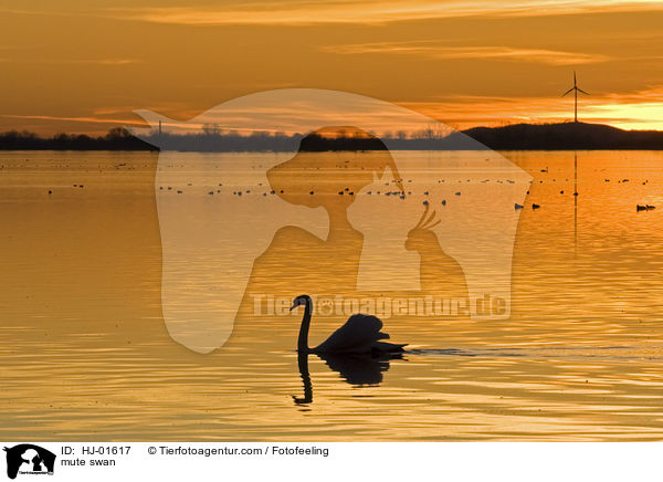 Hckerschwan / mute swan / HJ-01617