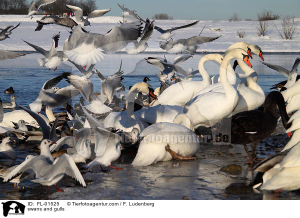 Schwne und Mwen / swans and gulls / FL-01525