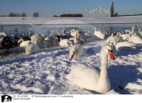 Schwne und Mwen / swans and gulls / FL-01526