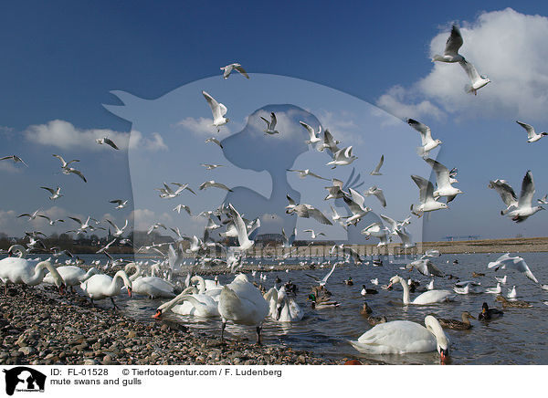 Hckerschwne und Mwen / mute swans and gulls / FL-01528