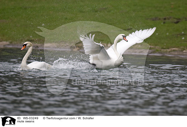 Hckerschwne / mute swans / WS-03249