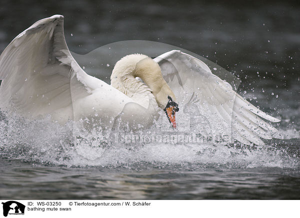 badender Hckerschwan / bathing mute swan / WS-03250