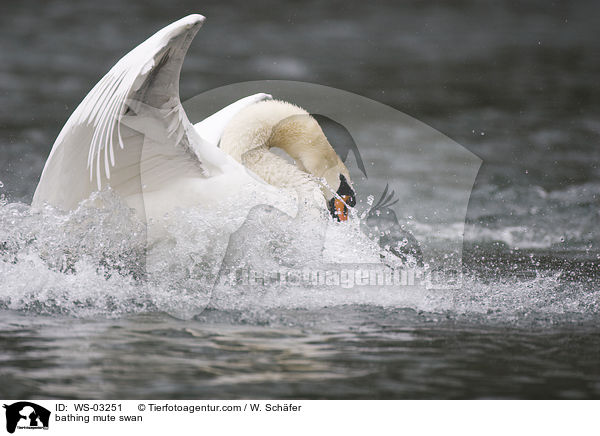 badender Hckerschwan / bathing mute swan / WS-03251